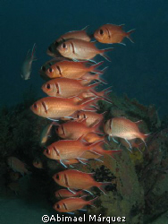 School of Blackbar Soldierfish, Crash Boat, Aguadilla, P.R. by Abimael Márquez 